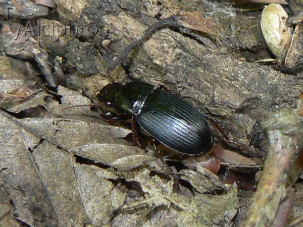 Harpalus calceatus