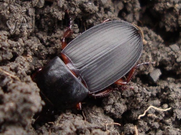 Harpalus calceatus