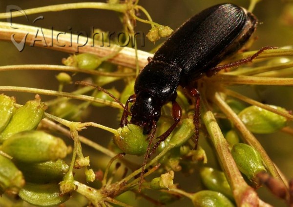 Harpalus calceatus