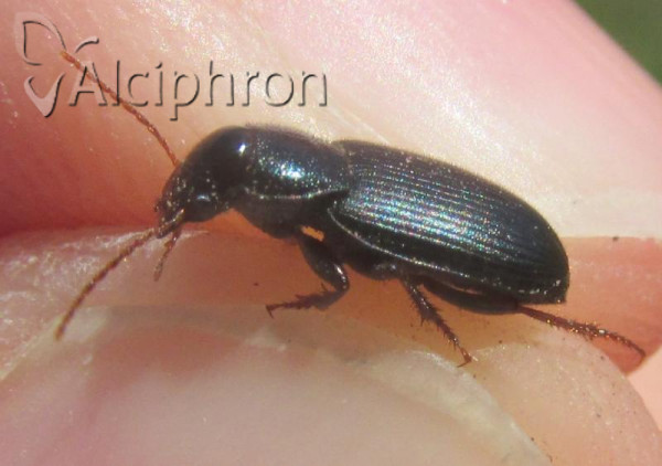 Harpalus signaticornis
