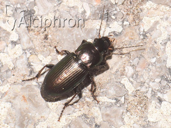 Harpalus signaticornis
