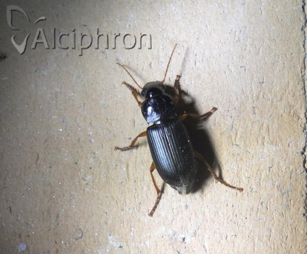 Harpalus signaticornis