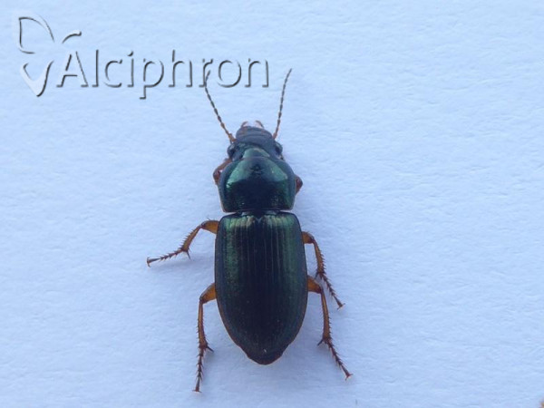 Ophonus azureus