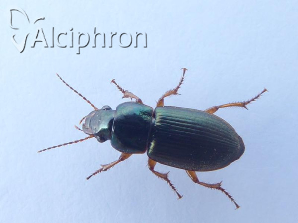 Ophonus azureus