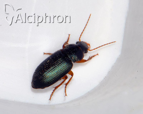 Ophonus azureus