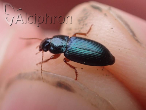 Ophonus azureus