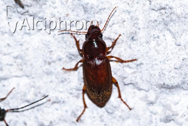 Ophonus cordatus