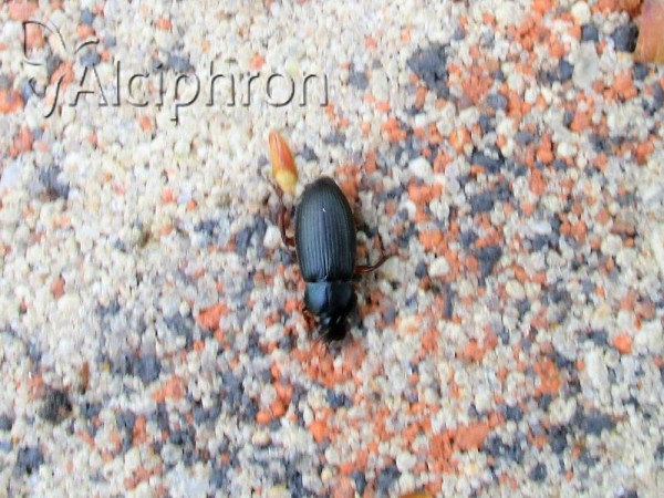 Ophonus laticollis