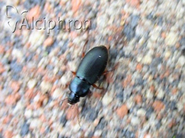 Ophonus laticollis