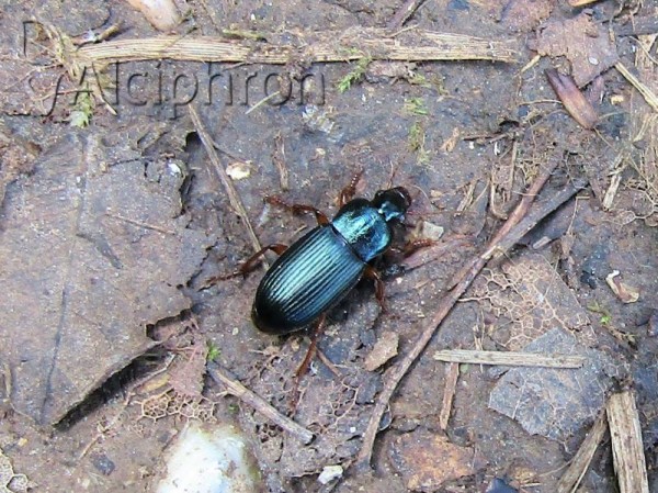 Ophonus laticollis