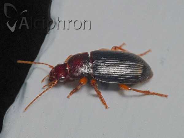 Ophonus parallelus