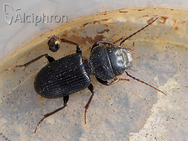 Dixus clypeatus