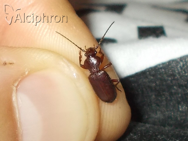 Carterus angustipennis