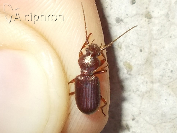 Carterus angustipennis