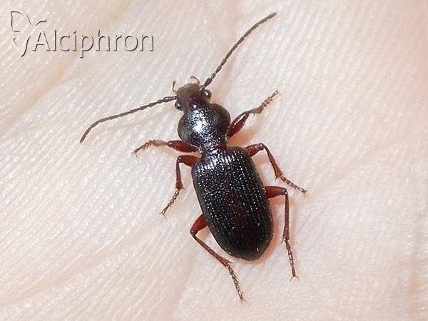 Carterus angustipennis