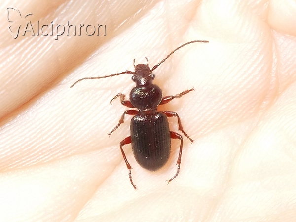 Carterus angustipennis