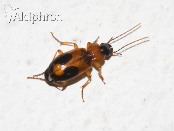 Badister bullatus