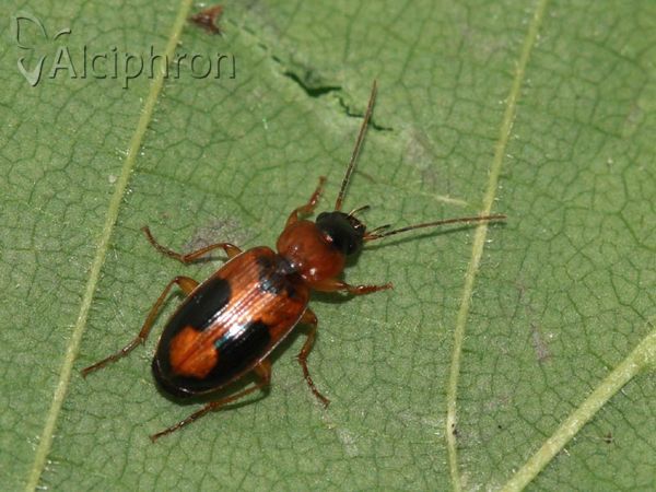 Badister bullatus