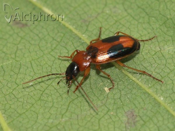 Badister bullatus