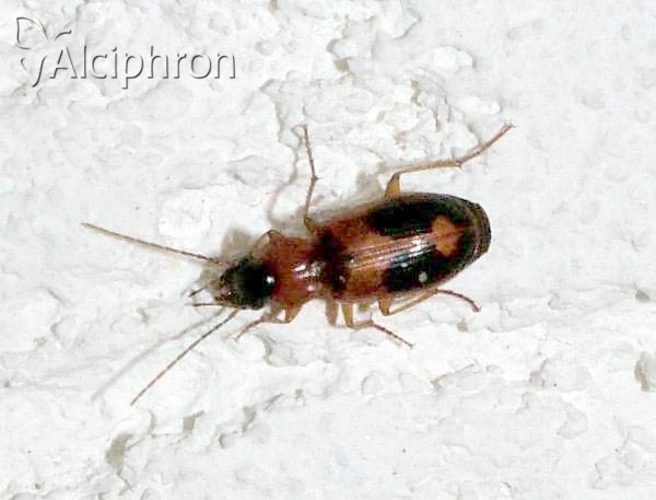 Badister bullatus