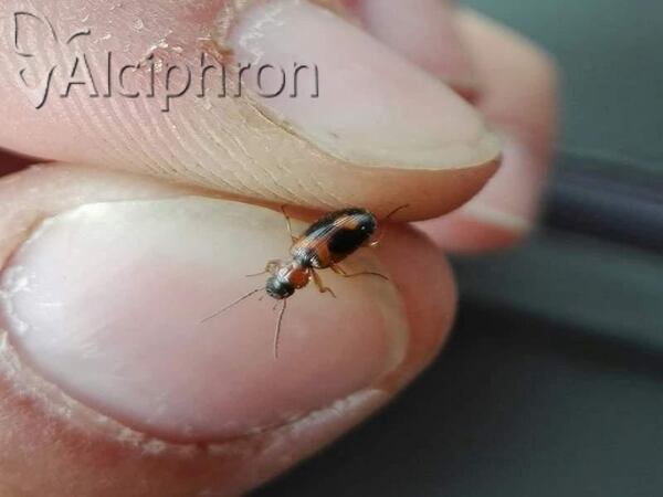 Badister bullatus