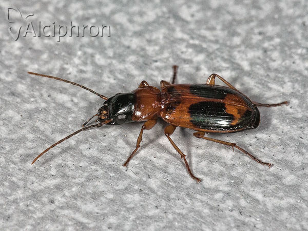 Badister unipustulatus