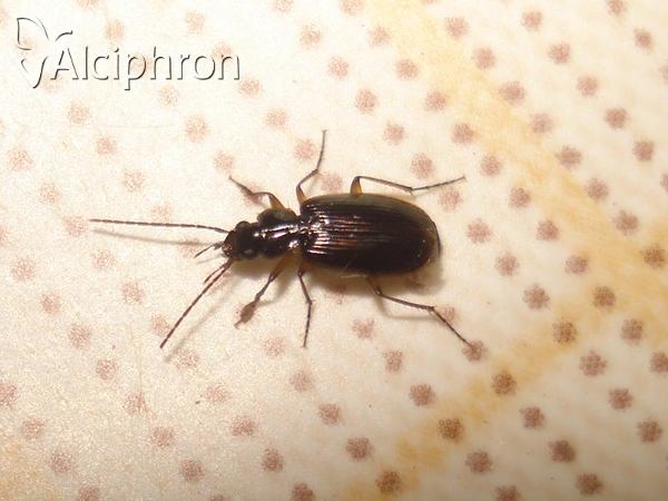Badister peltatus
