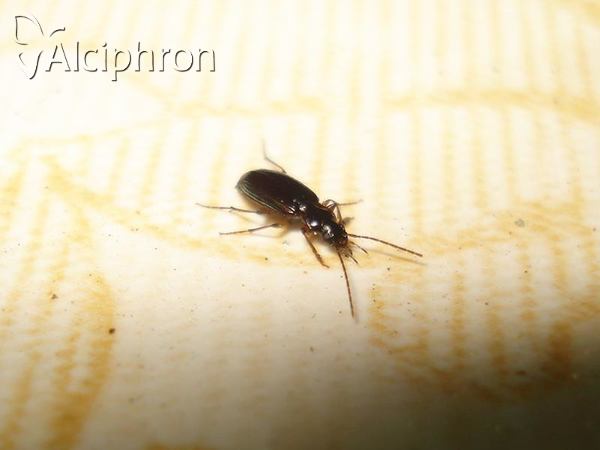 Badister peltatus