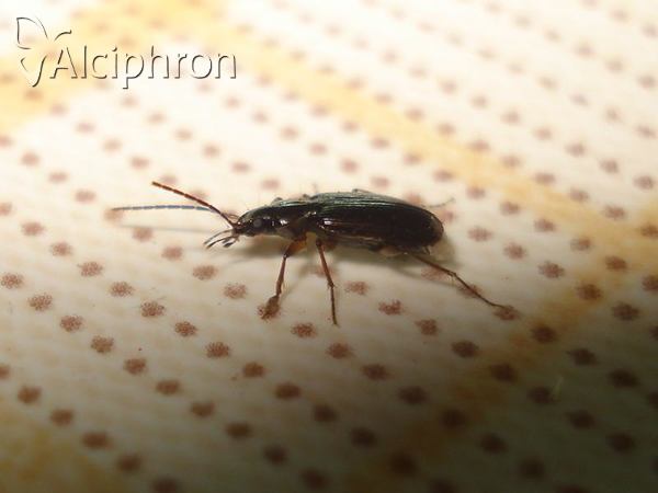 Badister peltatus