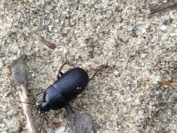 Oodes helopioides