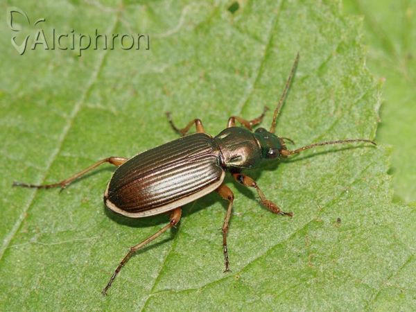 Chlaenius spoliatus