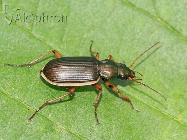 Chlaenius spoliatus