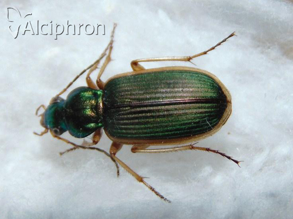 Chlaenius spoliatus
