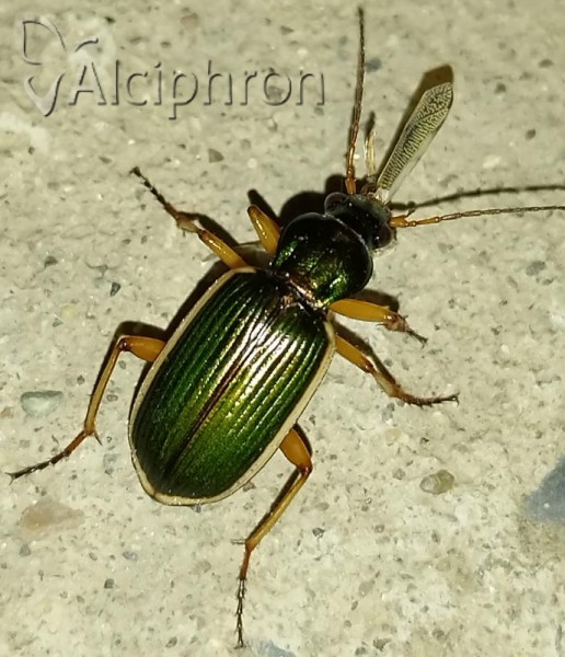 Chlaenius spoliatus