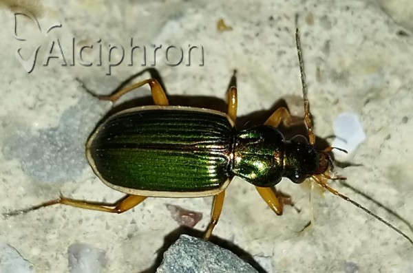 Chlaenius spoliatus