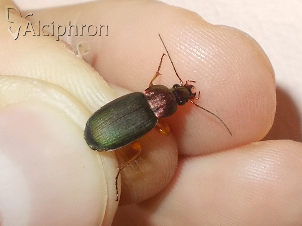 Chlaenius nigricornis