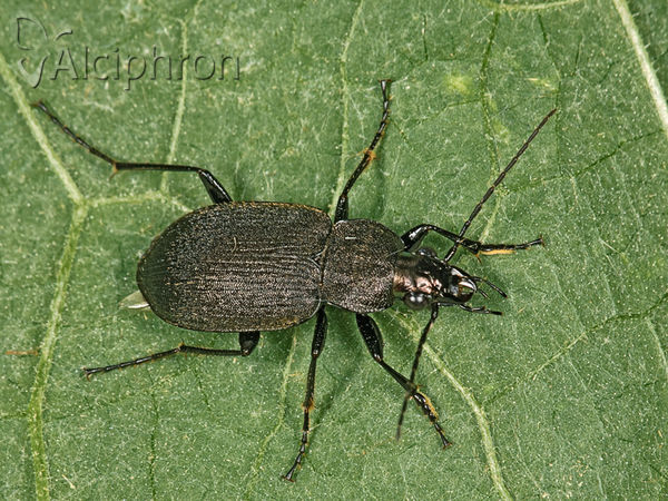 Chlaenius tristis