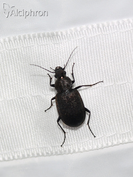 Chlaenius tristis