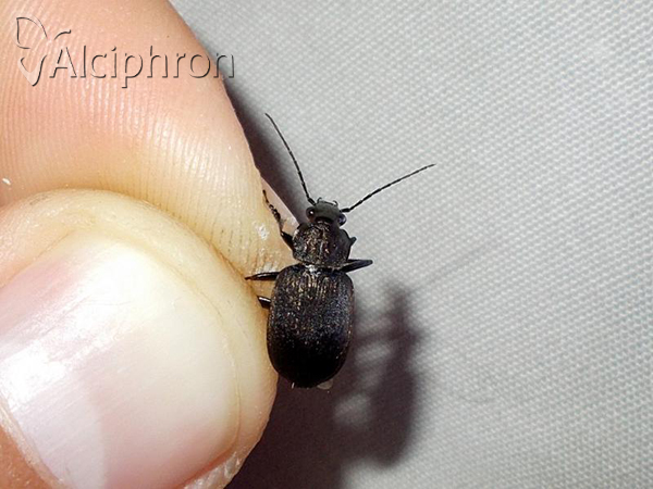 Chlaenius tristis
