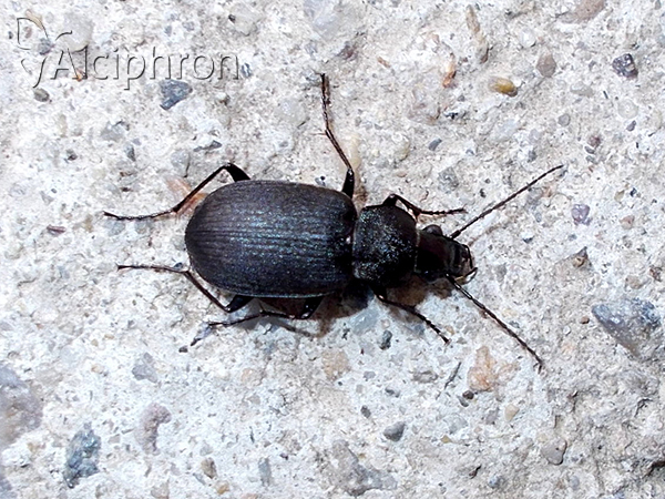 Chlaenius tristis