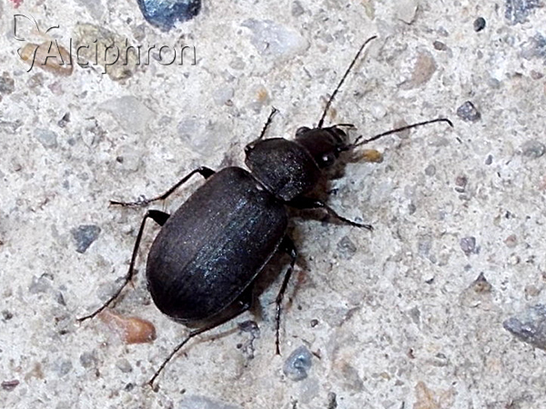 Chlaenius tristis