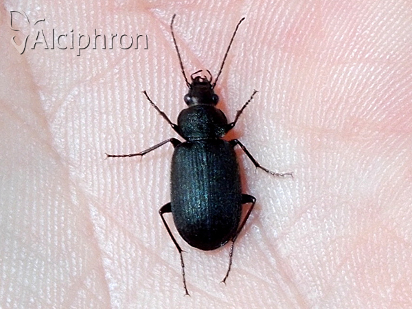 Chlaenius tristis