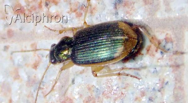 Chlaenius vestitus