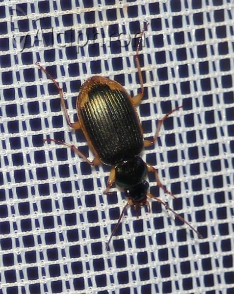 Chlaenius vestitus