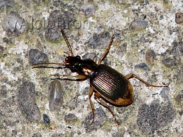 Chlaenius vestitus