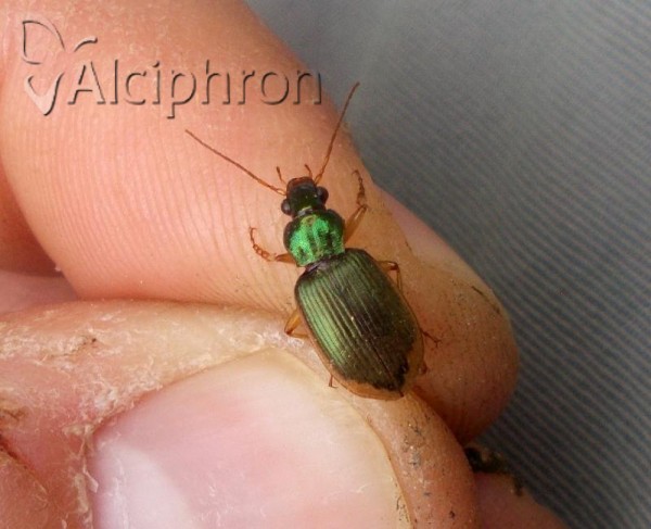 Chlaenius vestitus