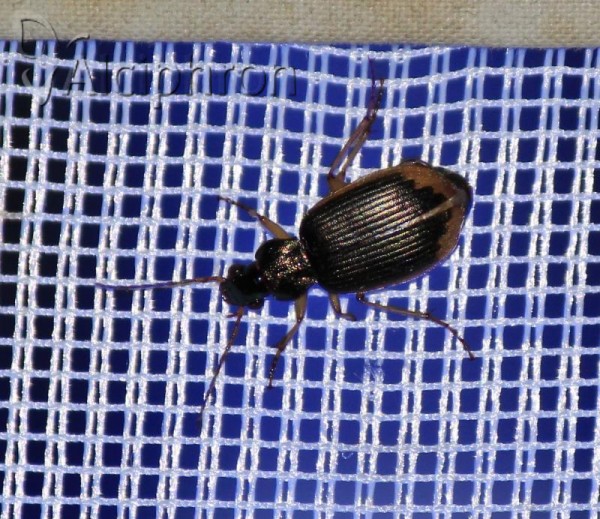 Chlaenius vestitus