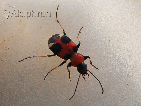 Callistus lunatus