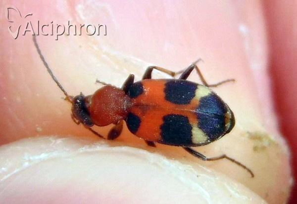 Callistus lunatus
