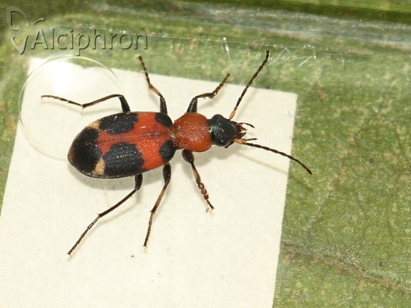 Callistus lunatus